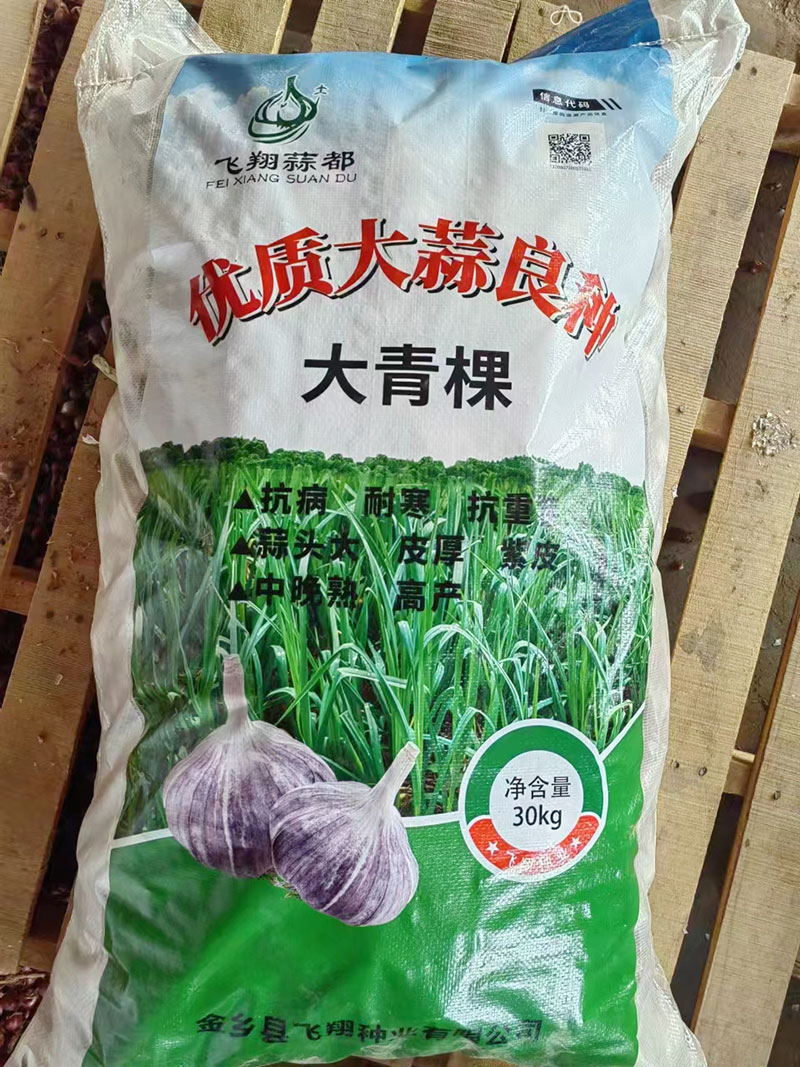 大蒜種子批發(fā)廠家